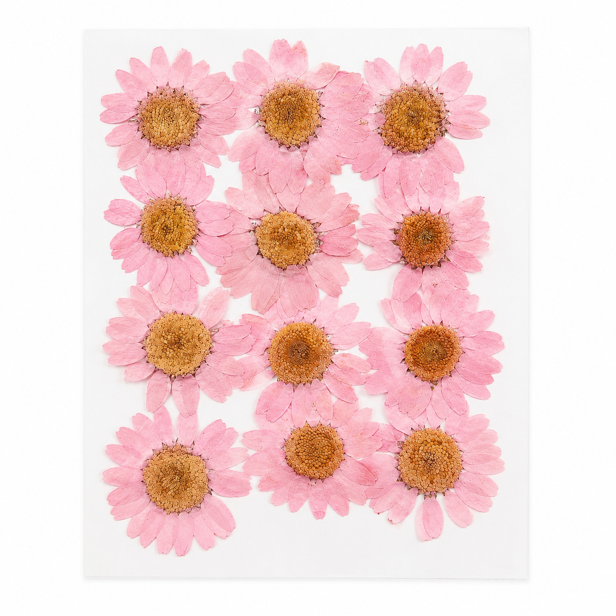 pink daisy pressed dried flowers resin craft use cases including pendant coaster keychain and bookmark