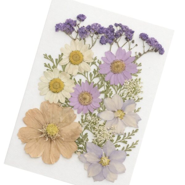 Purple pressed flowers pack with lavender daisies and white floral blossoms for resin craft